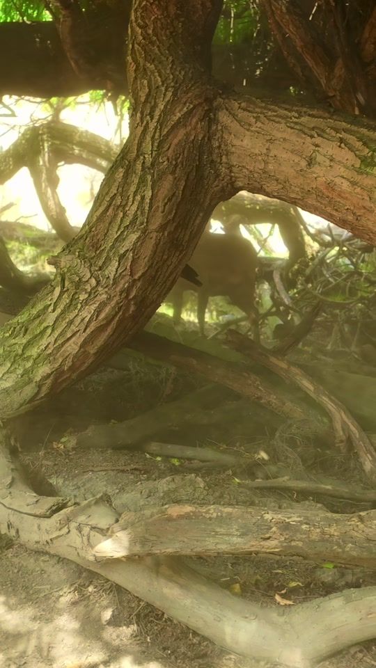 TikTok video thumbnail by nzdeerfarming