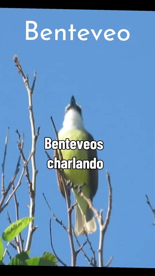 TikTok video thumbnail by pajaritos.a.volar
