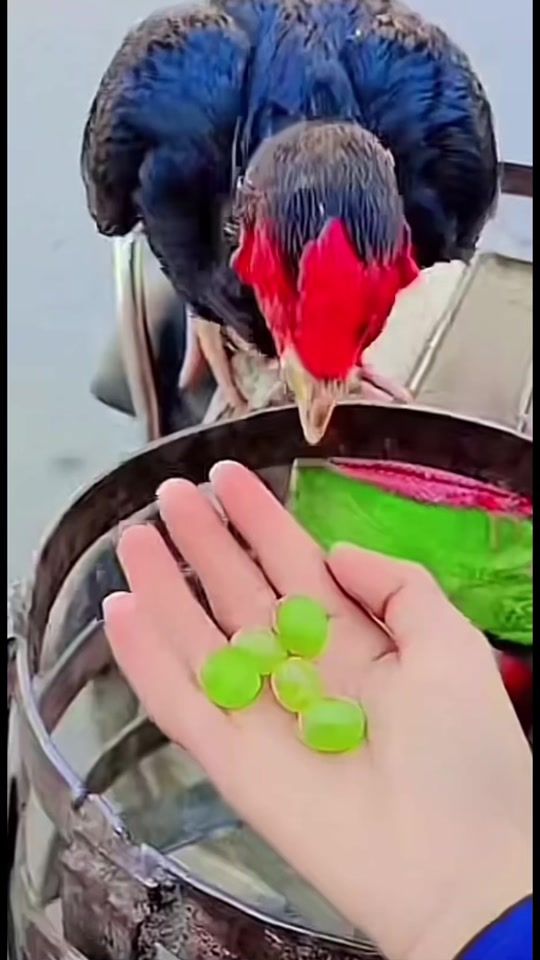TikTok video thumbnail by jpnajeebsadiq