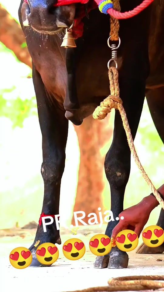 TikTok video thumbnail by prraja123