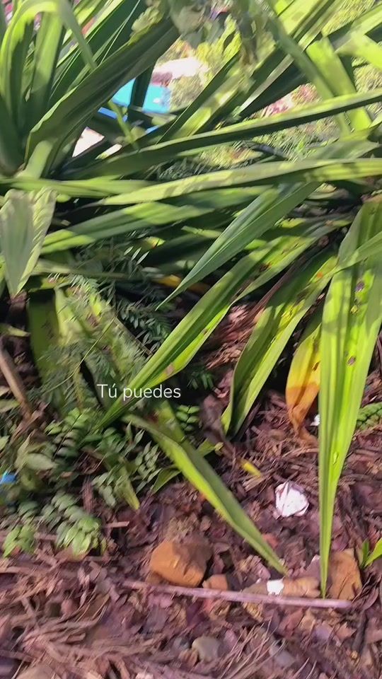 TikTok video thumbnail by asor155