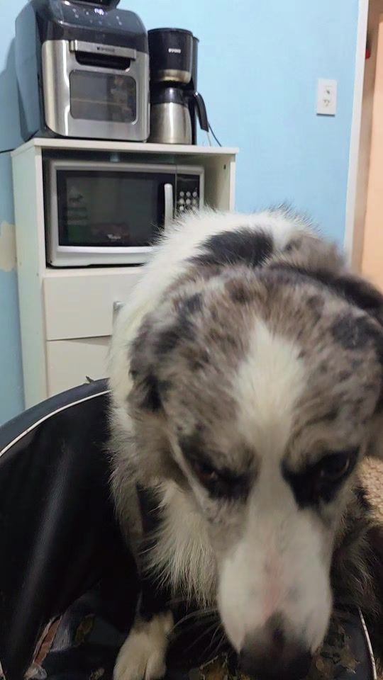 TikTok video thumbnail by nachodemiperroamor