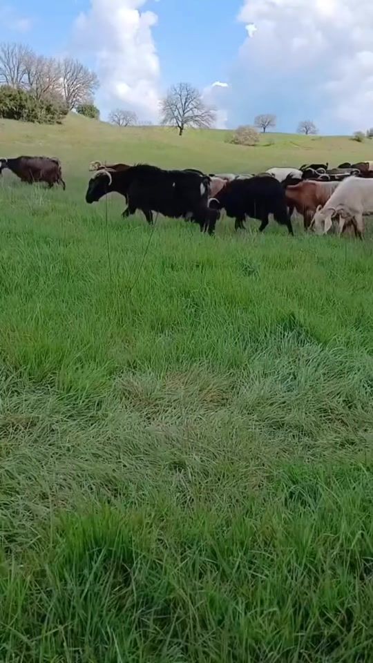 TikTok video thumbnail by ramirazaari