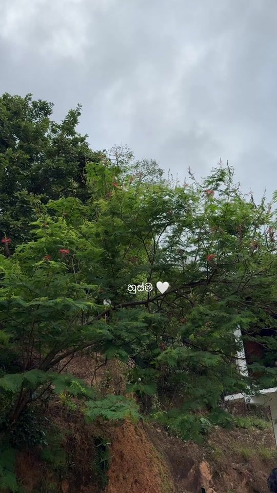 TikTok video thumbnail by neshapereraa