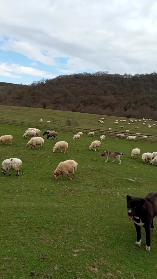 TikTok video thumbnail by ramin.tun