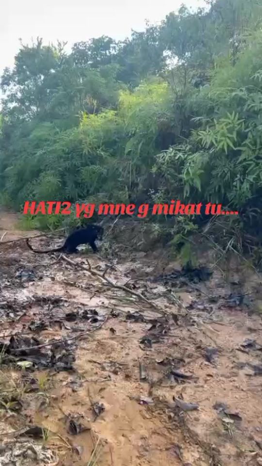 TikTok video thumbnail by botolkicap7