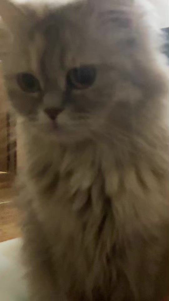 TikTok video thumbnail by daom511
