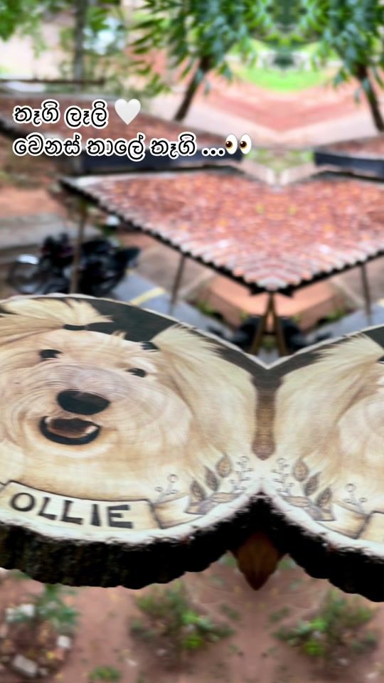 TikTok video thumbnail by kanishka.perera29