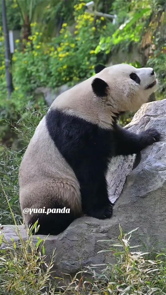 TikTok video thumbnail by yuai.panda