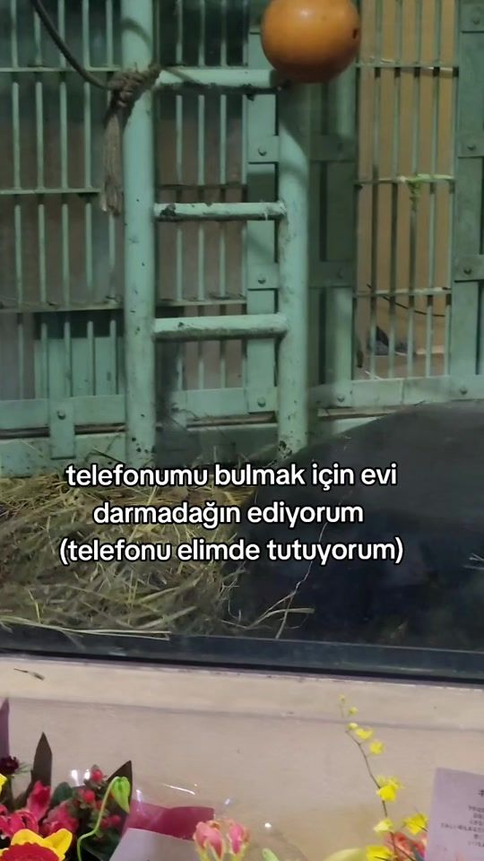 TikTok video thumbnail by rollandios