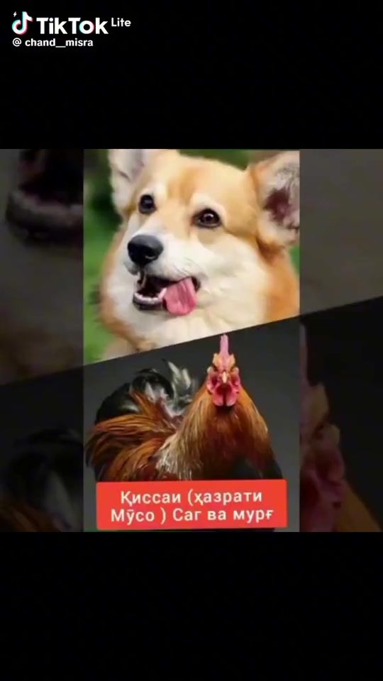 TikTok video thumbnail by user4404728801268