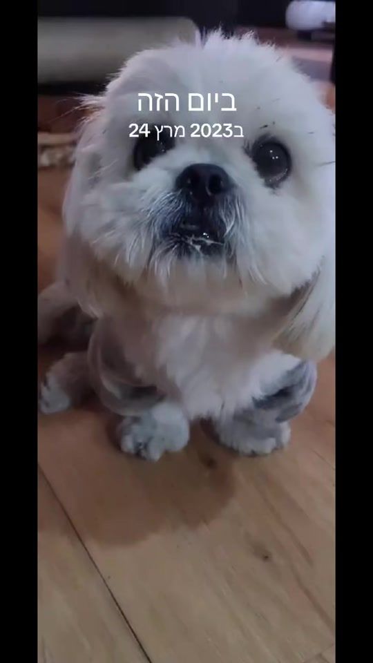 TikTok video thumbnail by natleyhaddadrashed