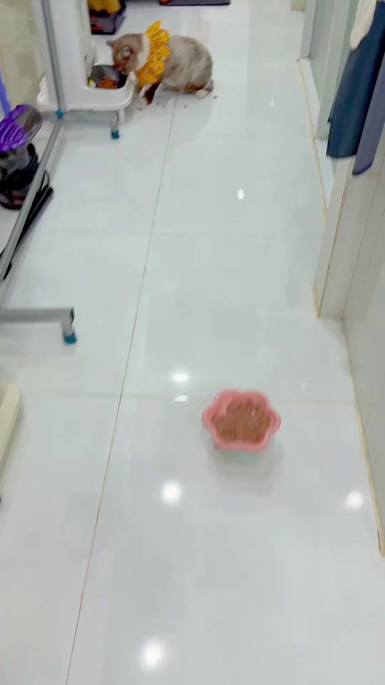 TikTok video thumbnail by conmeochabong