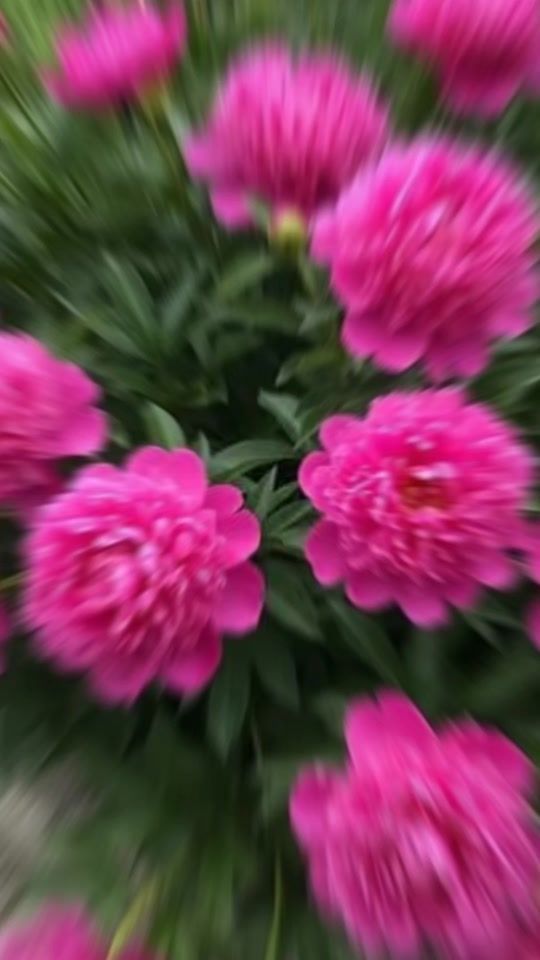 TikTok video thumbnail by orquideasmaria
