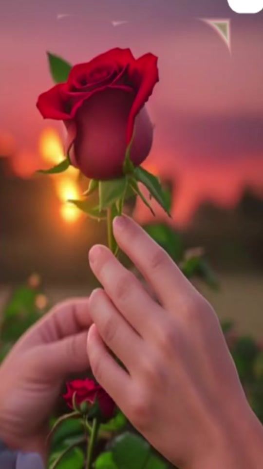 TikTok video thumbnail by eliz_arya