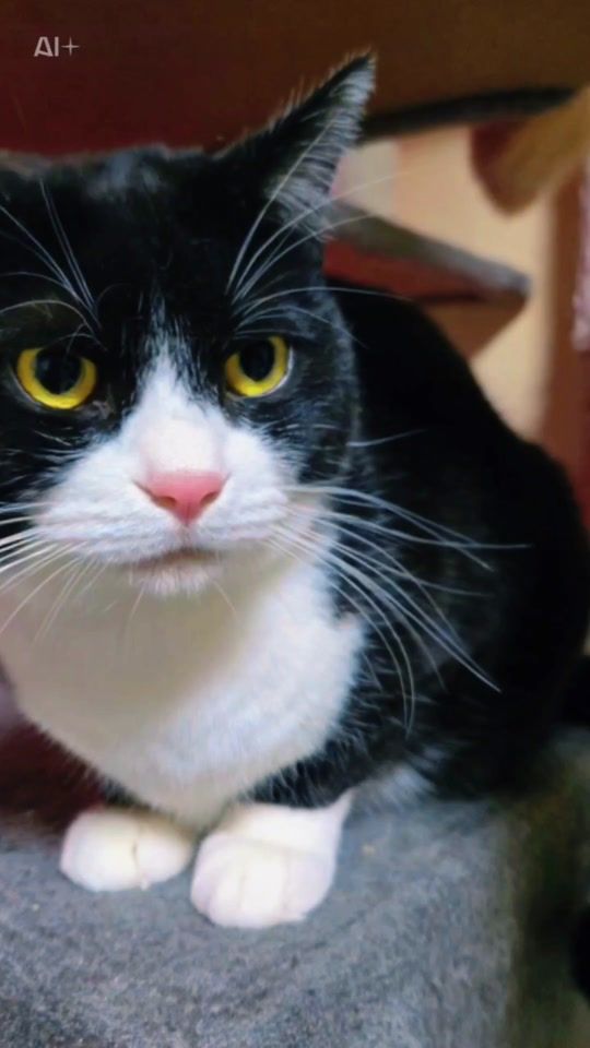 TikTok video thumbnail by spring_cats_autumn