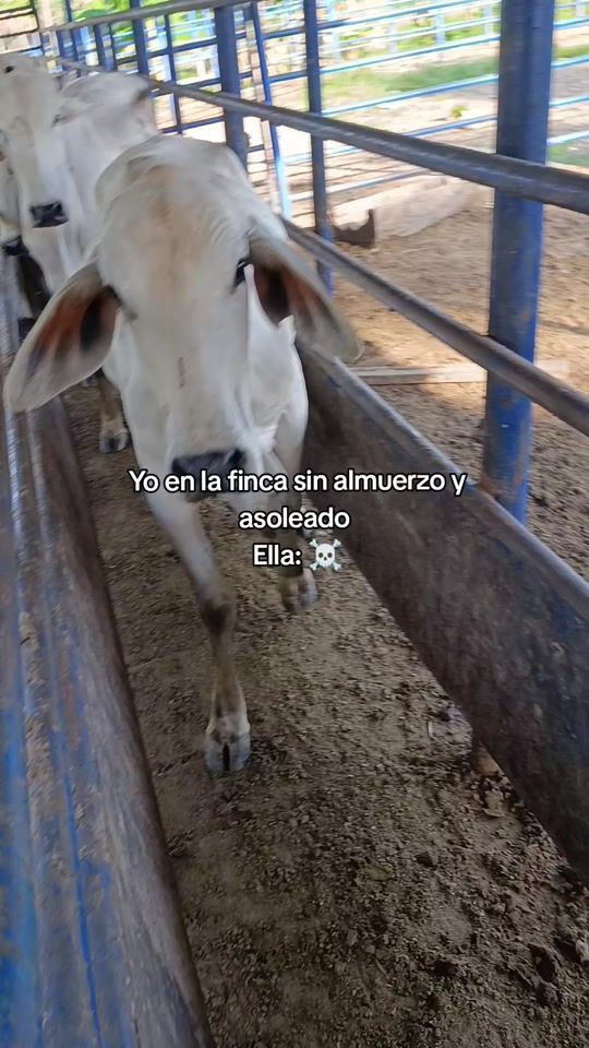 TikTok video thumbnail by danier_mau