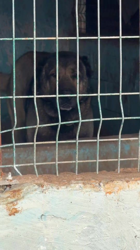 TikTok video thumbnail by truva.kangal1