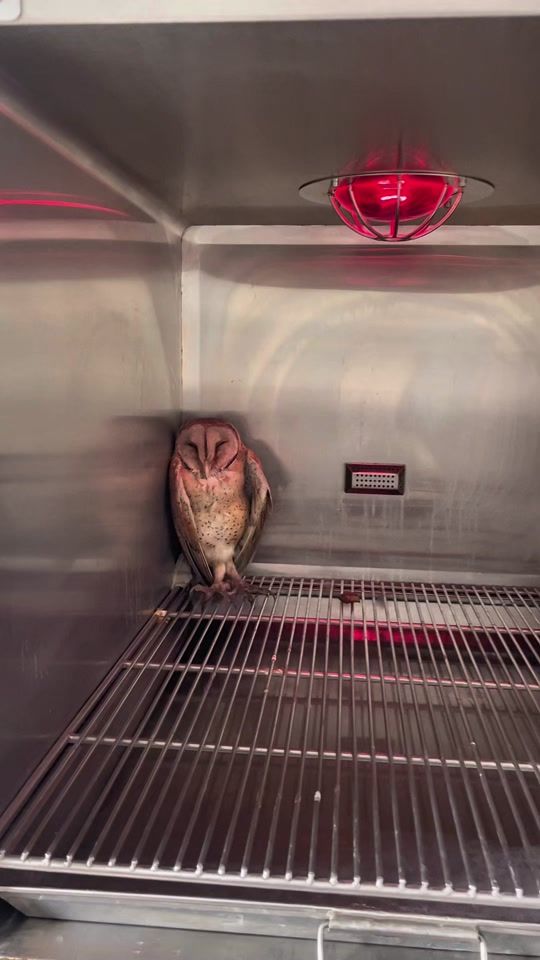 TikTok video thumbnail by tan_parrot