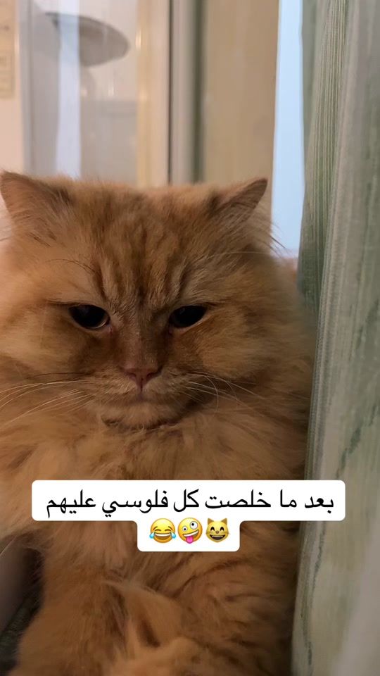 TikTok video thumbnail by __sunshine_10