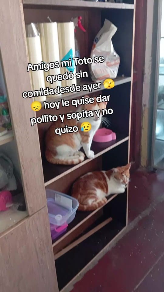 TikTok video thumbnail by refugiogatoamor