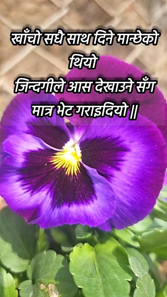 TikTok video thumbnail by subas_bhattarai
