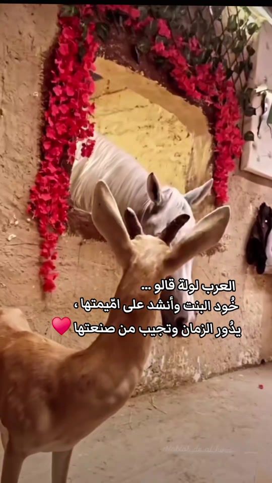 TikTok video thumbnail by ais9966