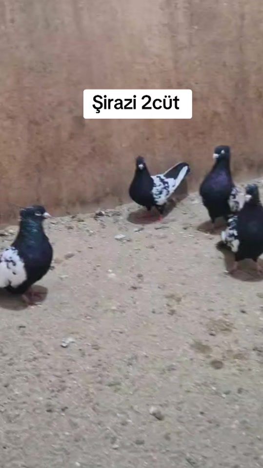 TikTok video thumbnail by avigold_734