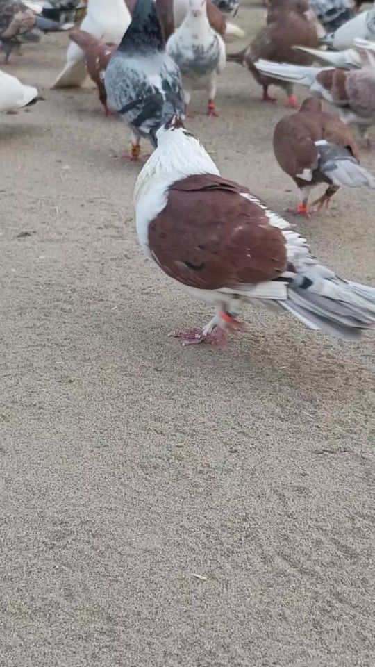TikTok video thumbnail by amirarif786
