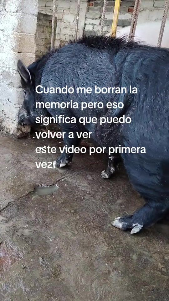 TikTok video thumbnail by vargas30cmdevrg