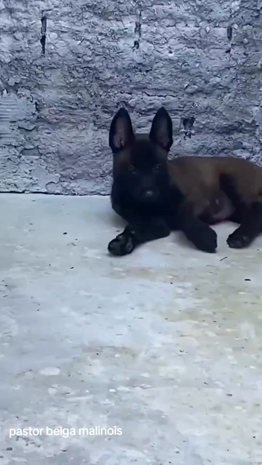 TikTok video thumbnail by kakarottoadestramentos