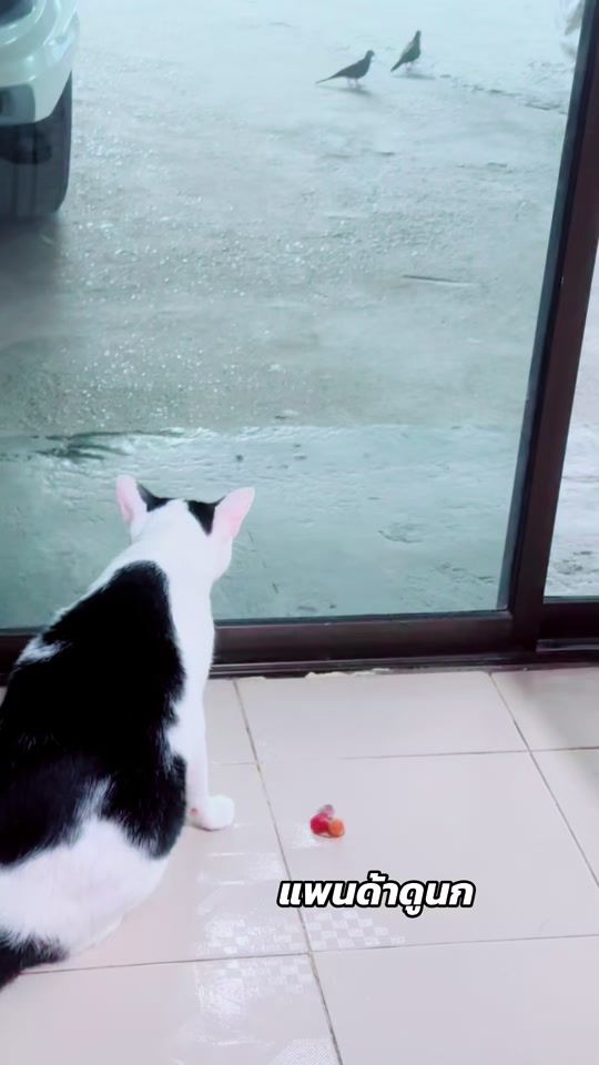 TikTok video thumbnail by nuttarichut