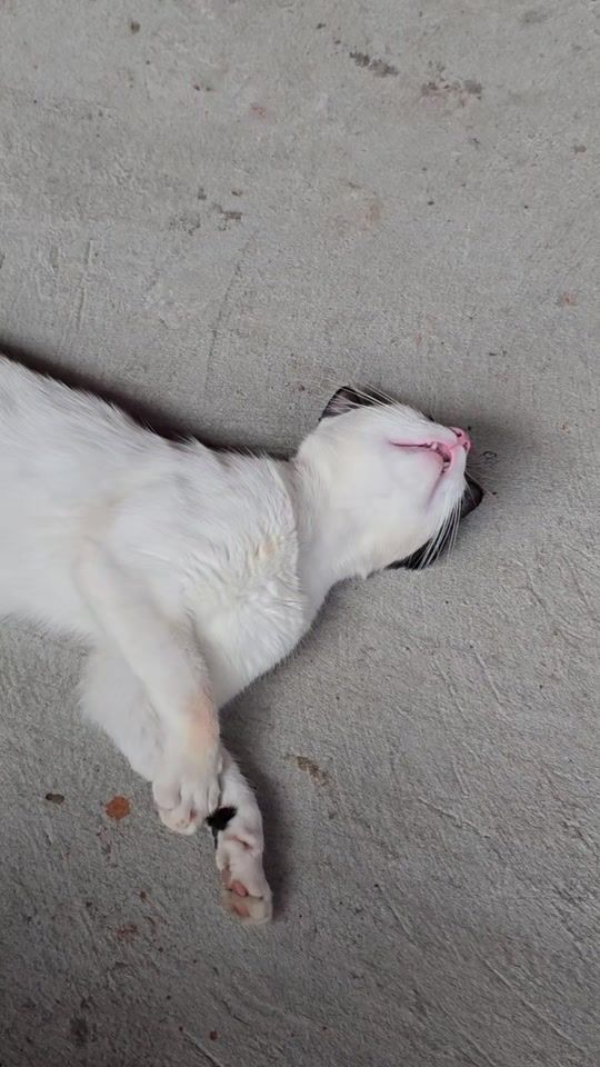 TikTok video thumbnail by cordero_harvey