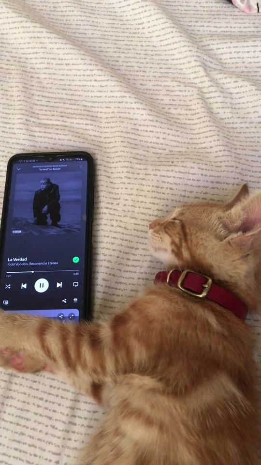 TikTok video thumbnail by sofia_lovel