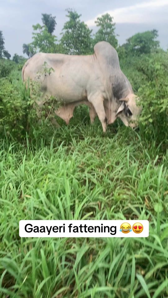 TikTok video thumbnail by hajjbello2farm