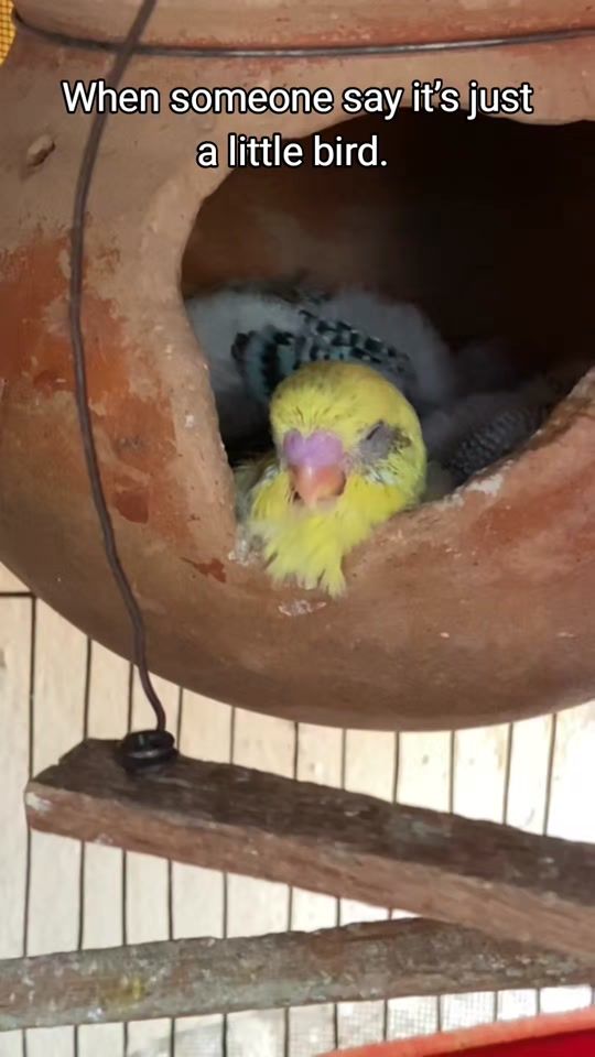 TikTok video thumbnail by pgofbudgies