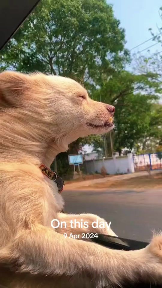TikTok video thumbnail by pntr9826