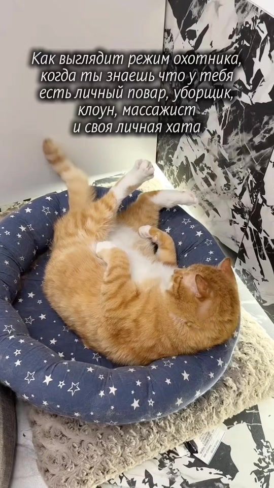 TikTok video thumbnail by zooshans_by