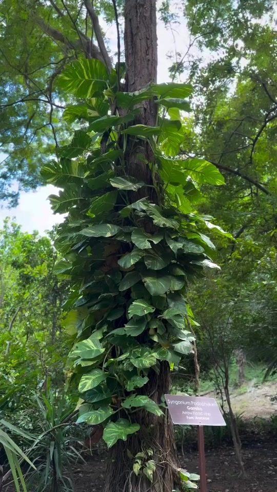 TikTok video thumbnail by diamanteadventure