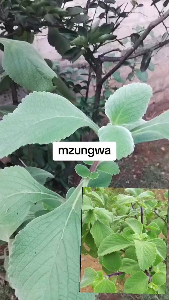 TikTok video thumbnail by natasha.mwasenga
