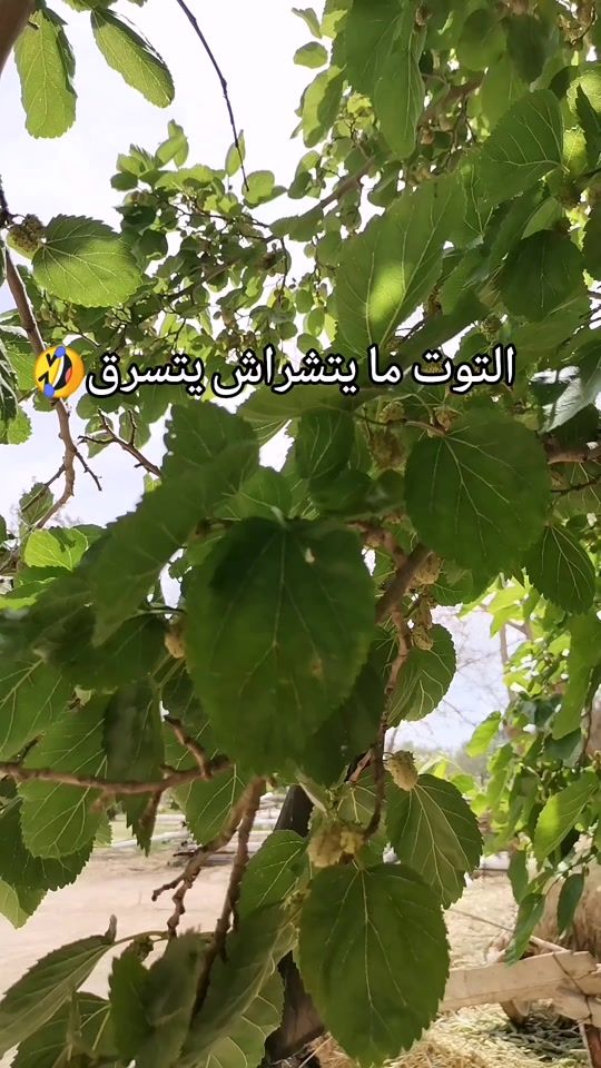 TikTok video thumbnail by amira_kh94
