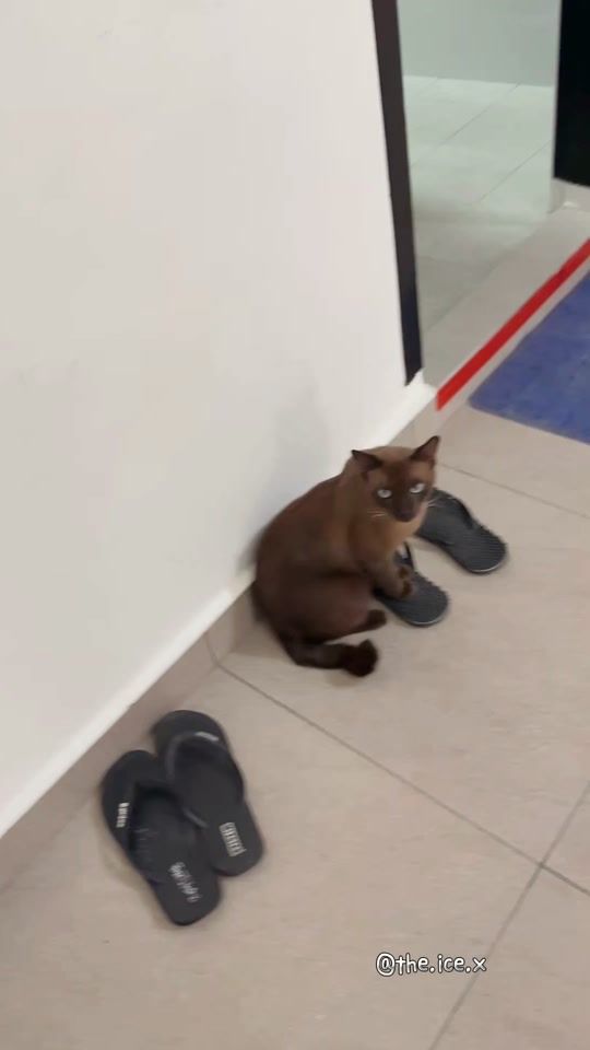 TikTok video thumbnail by valentinokoh