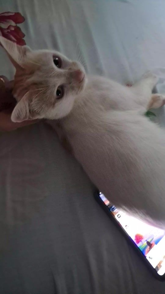 TikTok video thumbnail by salimasalima34