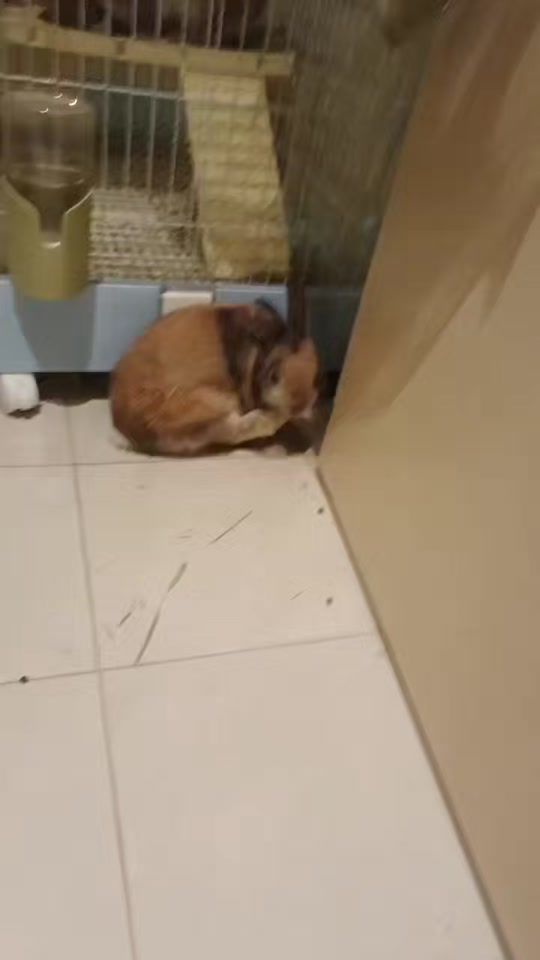 TikTok video thumbnail by aleaf_ng