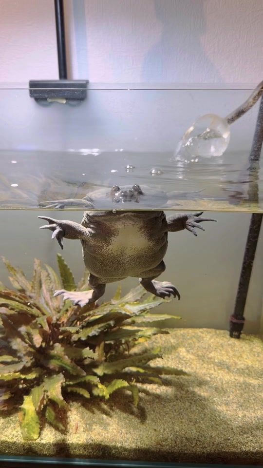 TikTok video thumbnail by mushi_frog