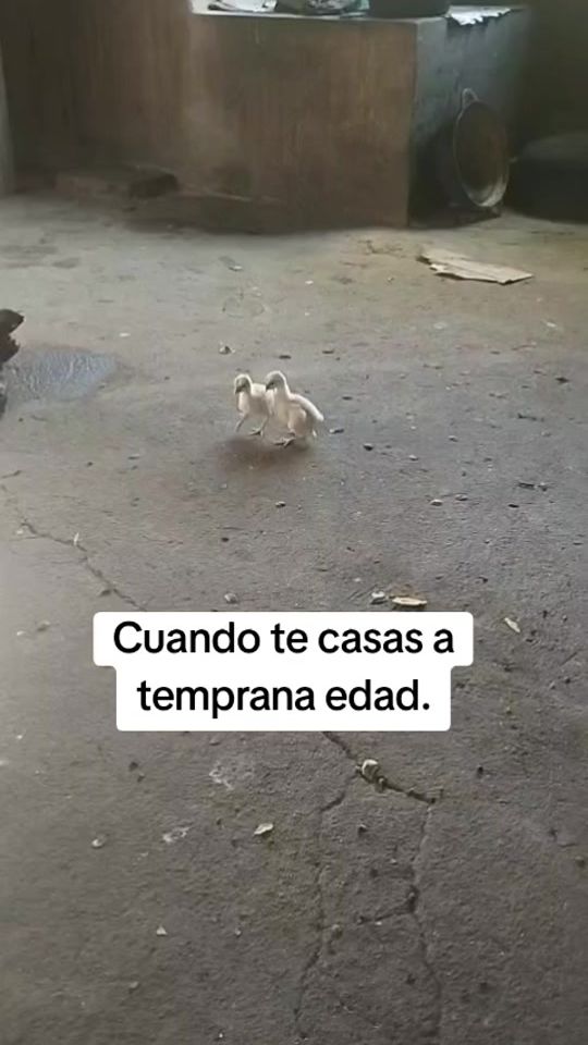 TikTok video thumbnail by remigioalexanderg