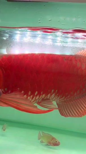 TikTok video thumbnail by dynasty_aquarium