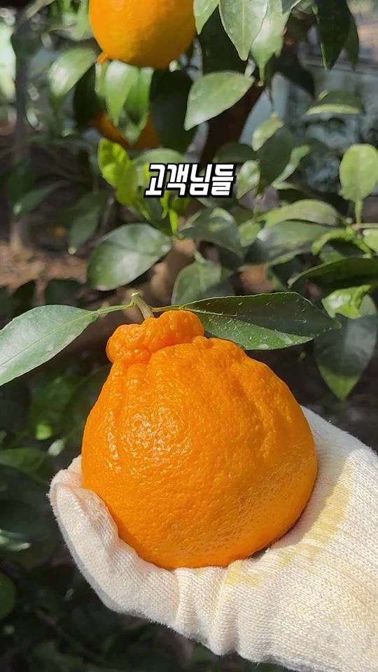 TikTok video thumbnail by saving_farm