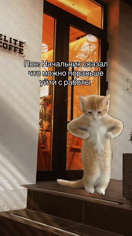 TikTok video thumbnail by elitecoffee11