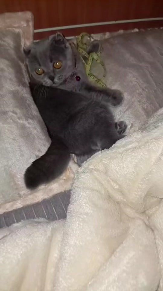 TikTok video thumbnail by amy_y_18